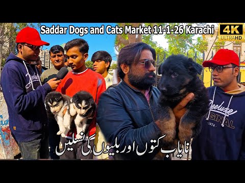 Dogs and Cats Market 11-1-26 Saddar Karachi | Rare and Unique Breeds Of Cats and Dogs