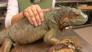 Reptiles, Amphibians, Invertebrates & Small Pets : Iguana Facts