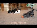 Cavapoo dogs for sale: Ace - Video 1