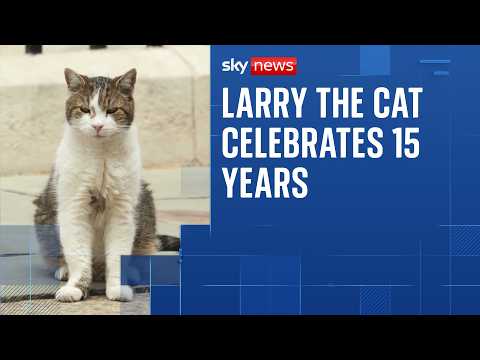 Larry the Cat celebrates 15 years in Downing Street