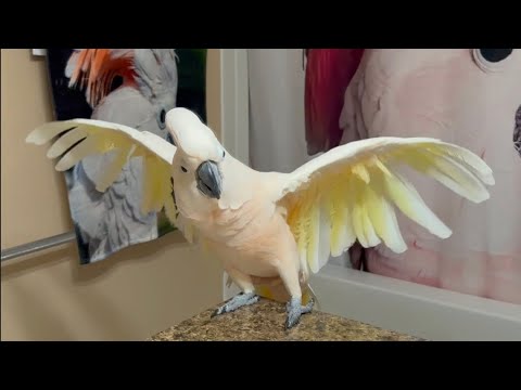 Let’s try out the new Water Park toys! 😃🧡