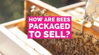 How are bees packaged to sell?