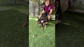 Video preview image #1 Rottweiler-Unknown Mix Puppy For Sale in Pasadena, CA, USA