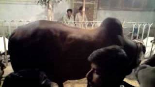 preview picture of video 'EID UL AZHA - Patail Bull Nazimabad'