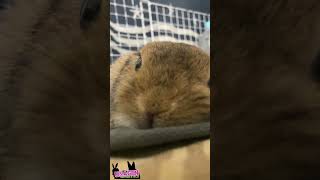 アップ🐇