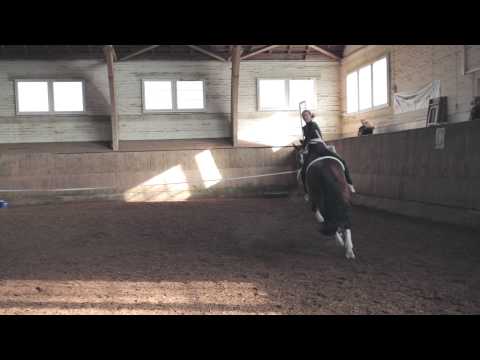 Team NPZ Bern 1 - Botschafter von reitsport.ch