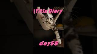 Titia Diary15「仔猫お迎えしました」【day53to55】 #アメリカンショートヘアー #シルバータビー #shorts