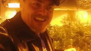 Industrial Marijuana Grow in Denver