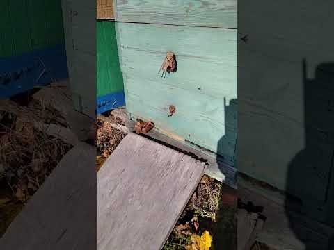 17.10.2023 +14 состояние пчел в клубе.