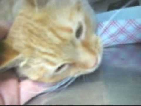 Rare orange female cat Manderin has good cat humor
