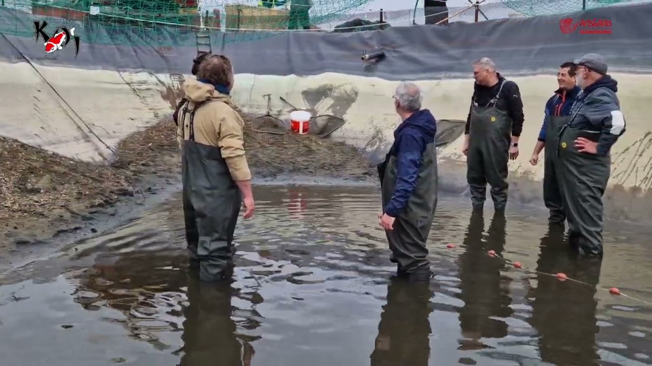 Koi Vijver van Andel op naar de mudpound