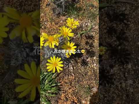 黄色の春の花を持つ低木、多くの色合いの椿