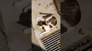 [雙北認養] 急送養漂亮的虎妞找家