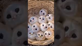 Download lagu Have You Ever Seen White Baby Owl 🦉🤍 ?| #shorts #cute #owl #pet #pets #babyshorts #babyowl #birds mp3 Download lagu Have You Ever Seen White Baby Owl 🦉🤍 ?| #shorts #cute #owl #pet #pets #babyshorts #babyowl #birds mp3