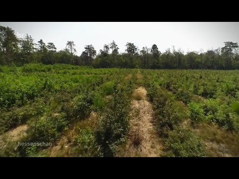 Wald der Zukunft: das Hessische Ried | hessenschau