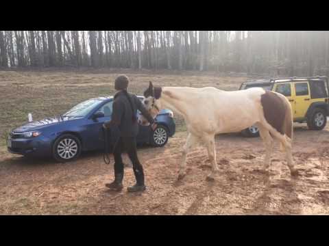 Tancho: One Week on Previcox