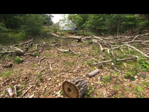Man Facing Fines After Cutting Down Neighbor’s Trees