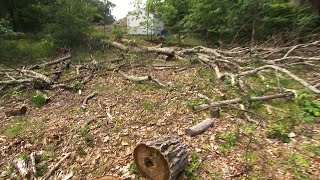 Man Facing Fines After Cutting Down Neighbor’s Trees