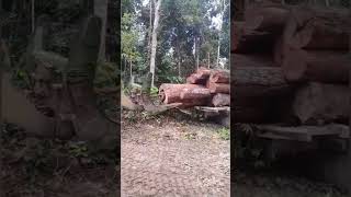 conseguiu colocar toda a tora de madeira