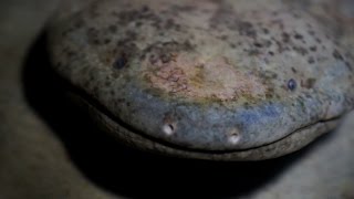 According to London Zoo, they are facing the threat of extinction because of over-harvesting for human consumption as well as the loss of their natural habitat in their native China.