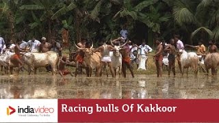 Racing bulls of Kakkoor Kalavayal, Kerala 