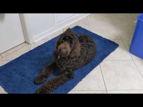 Hot Frog Living Composter Day 265 - Prepping Bins for a Trip -  Vermicomposting