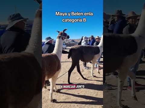 Maya y Balen aquí en #Curahuara _De_Carangas #Oruro