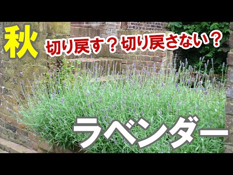 ラベンダーを剪定するときに避けるべき間違いは何ですか？復号化  庭園
