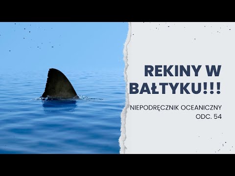 koleń pospolity, rekinek psi, żarłacz śledziowy || Niepodręcznik Oceaniczny, odc 54