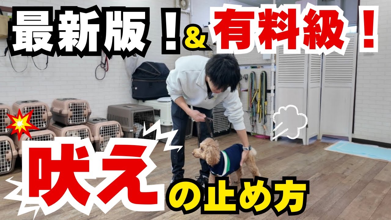【最新版】吠えの止め方！実践映像あり！