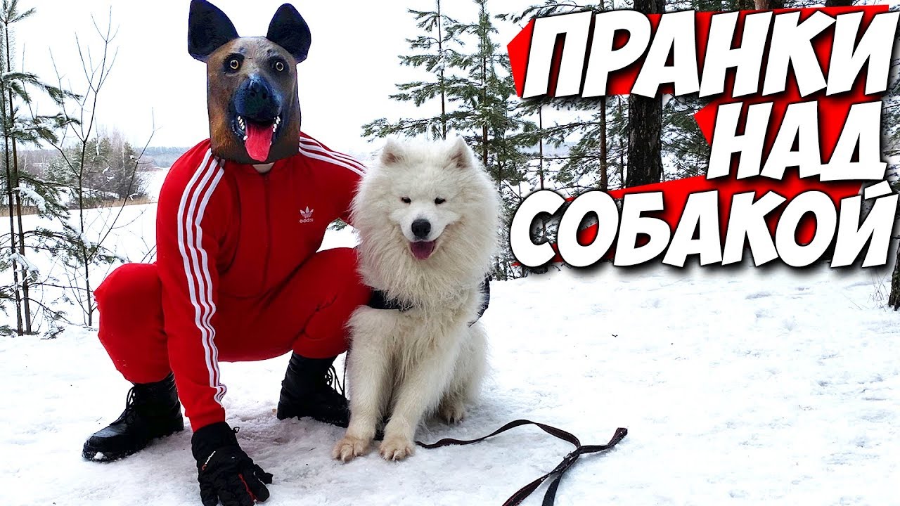 7 ПРАНКОВ НАД СОБАКОЙ