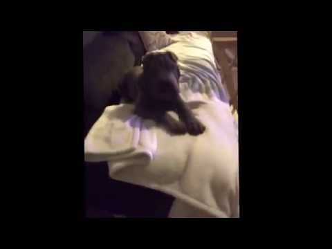 Sharpei Sosa not in mood for the camera