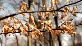 Fine Primitive Sounds - Glass Ball