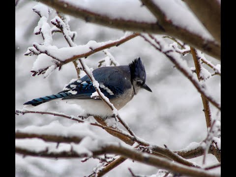 Curious Corvids: Crows, Ravens, Magpies, and Jays with Denver Audubon