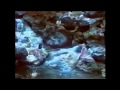 Astfel Film 1978 Grupul SONG Un Film De Constantin Chelba Muzica Vasile Șirli
