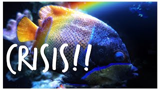 Disease Outbreak in a Marine Tank - Is it the End of #Reefzilla?