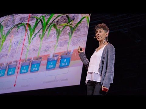 【TED】Jill Farrant:我們如何讓農作物在沒有水的情況下生存（How we can make crops survive without water | Jill Farrant）。 (【TED】Jill Farrant: How we can make crops survive without water (How we can make crops survive without water | Jill Farrant))