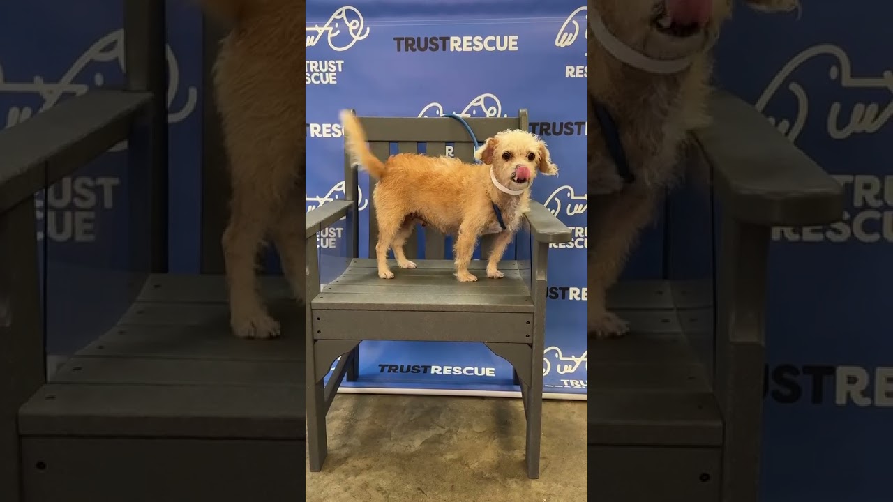 Enlarge ELLE, a Adoptable Terrier in Berlin, NJ video 5/5