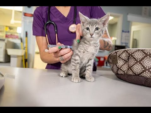 Puppy dog and cat vaccination in veterinary clinic funniest moments 😄