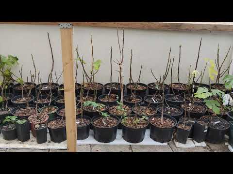 Feigen Pflanzen überwintern im frostig-kalten Kontinental Klima. USDA Klimazonen 6 bis 7. Protection