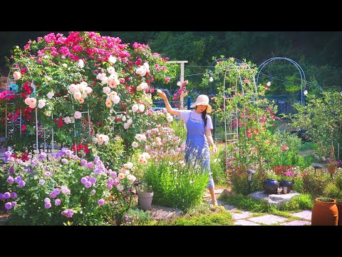 A look back at a year of healing gardens filled with 100 different flower species.