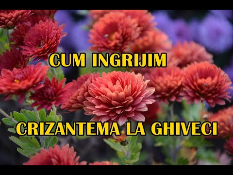 , title : 'CUM SE INGRIJESC CRIZANTEMELE LA GHIVECI #ingrijireaflorilor'