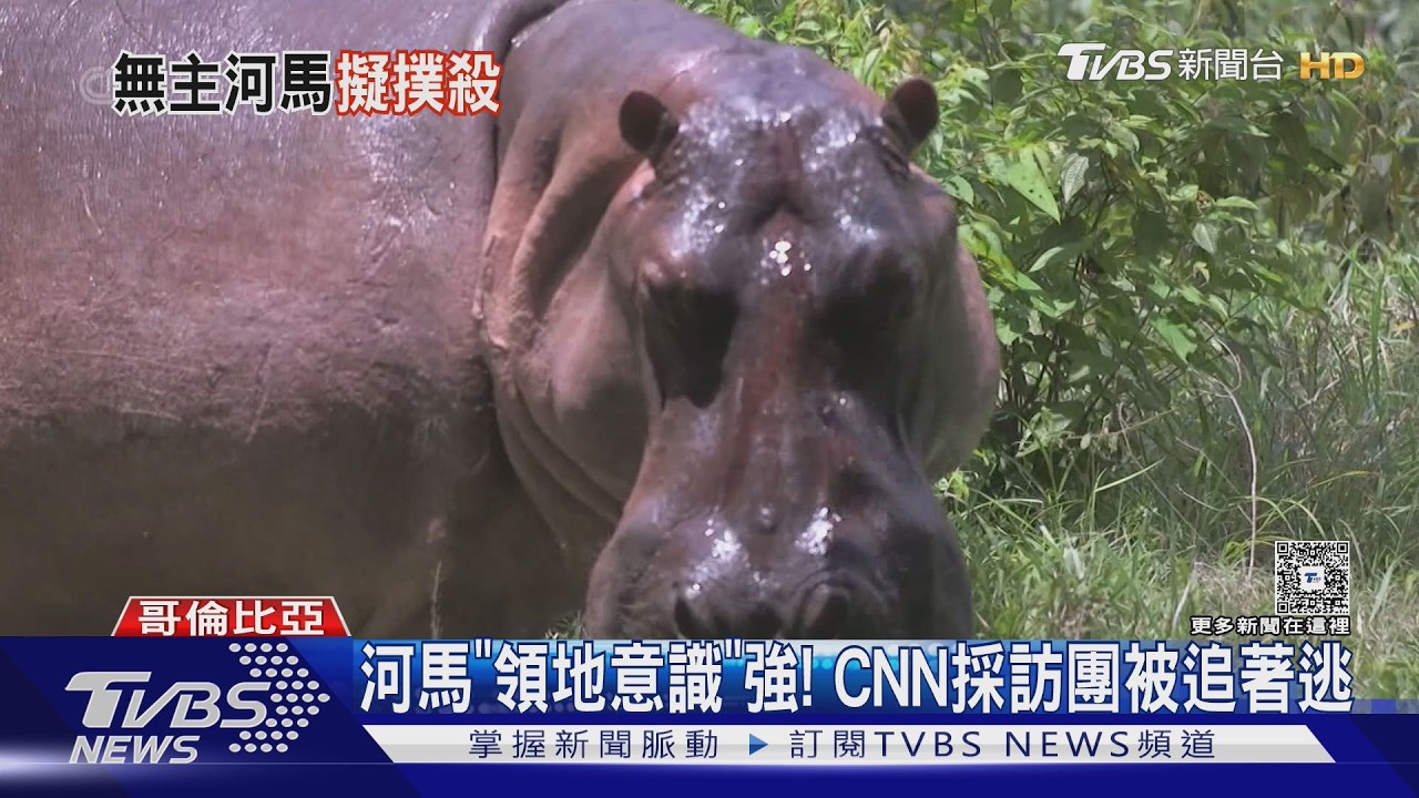 影音/生態惡霸!哥倫比亞毒王遺留河馬家族 33年增40倍恐被撲殺