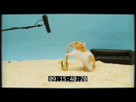 Carlos' Clever Hamster Audition
