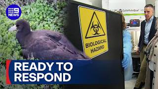 SA government ready to respond to the deadly H5 bird flu outbreak | 9 News Australia