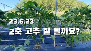 문의하신 고추밭 2축묘 상황입니다.6/23 고추밭 영농일지