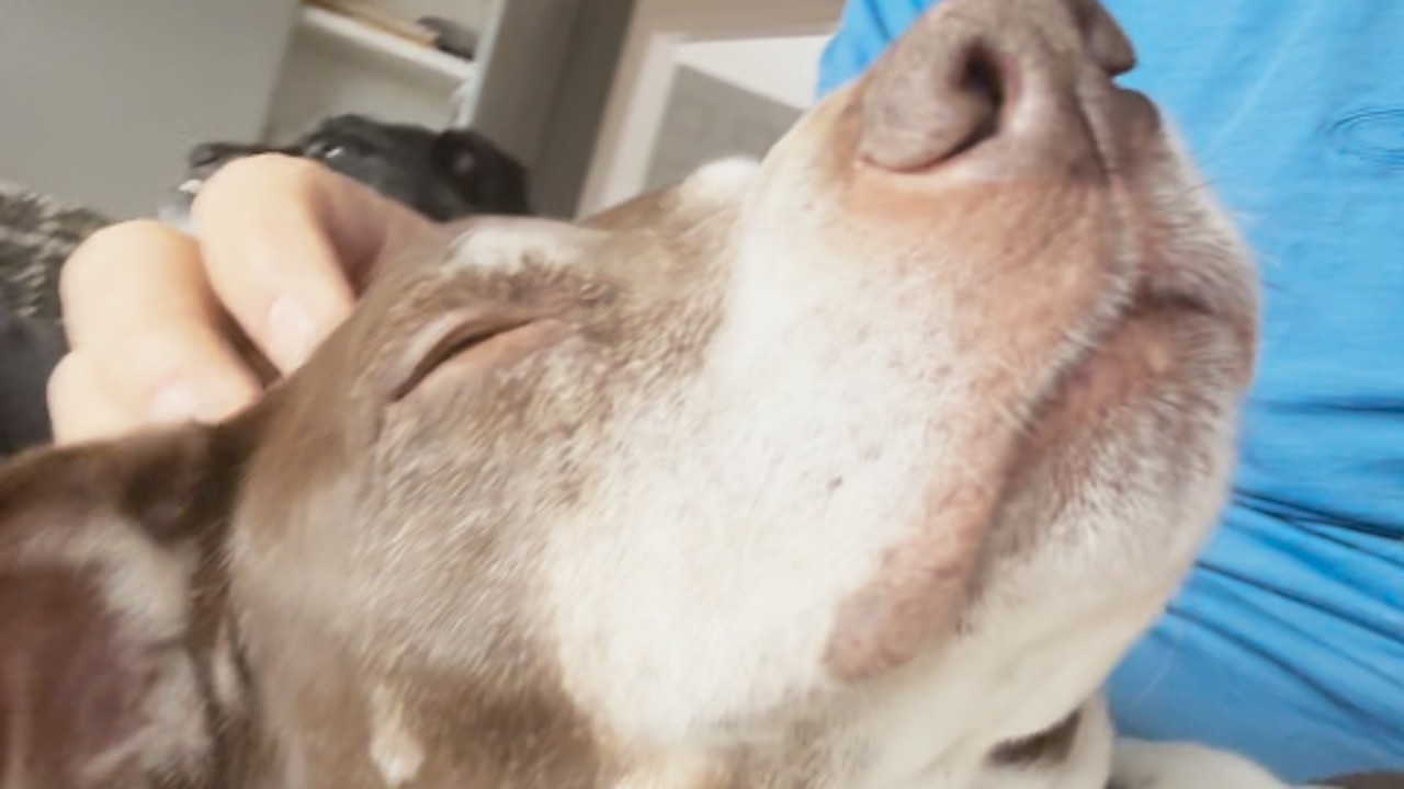 Man helps stray dog find a home. 12 years later he gets a phone call.