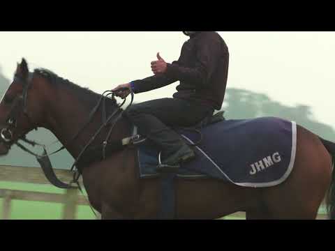 Warren Hill Newmarket - The Busiest Racehorse Gallops in Britain