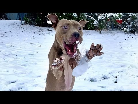 Dogs Reacting to First Snow 😹 - Try Not To Laugh Challenge! 😂🐶