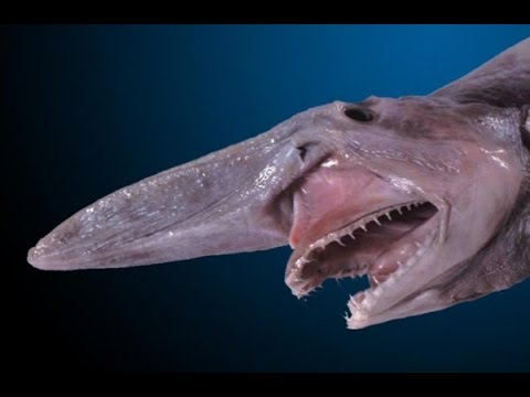 10 unheimliche Kreaturen der Tiefsee - die es wirklich gibt! | MythenAkte